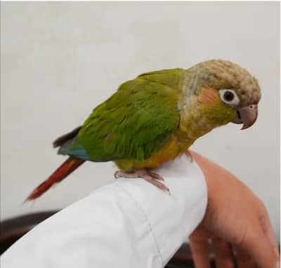 Hand and Flight Tamed Pineapple Conure