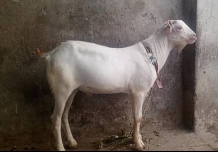 Tedda white eyes fully pointed Rate fnl Hy