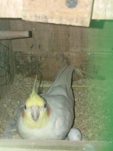 Cockatiel Parrots Breeder Pair