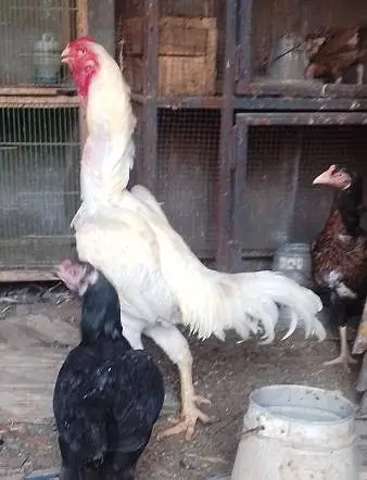 white Shamoo Breeder Male for sale — photo 2
