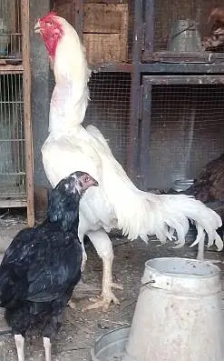 white Shamoo Breeder Male for sale — photo 3