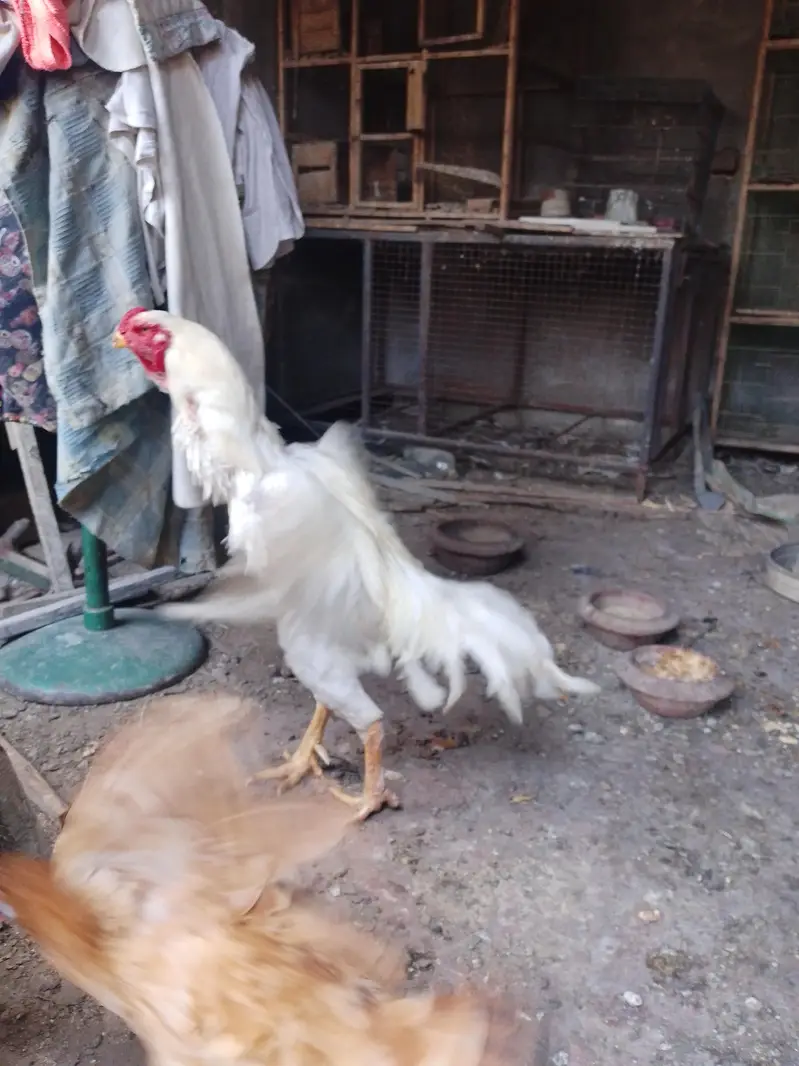 white Shamoo Breeder Male for sale — photo 5