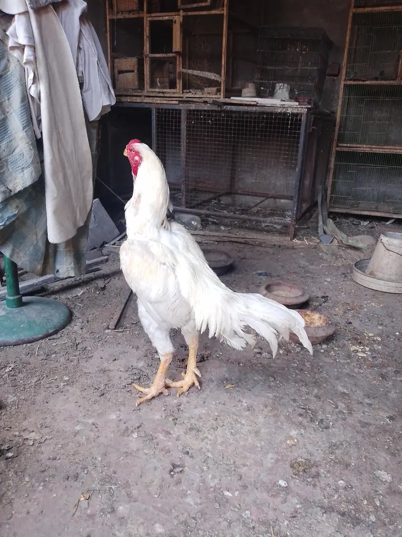 white Shamoo Breeder Male for sale — photo 6