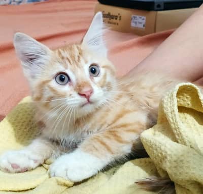 Cute Kitten