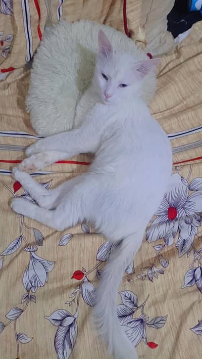 Beautiful White Male Cat (Semi Long Hair) Healthy and Active