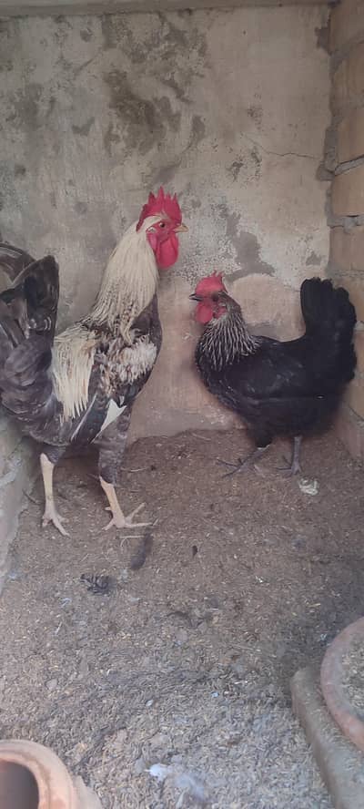 misri pair
