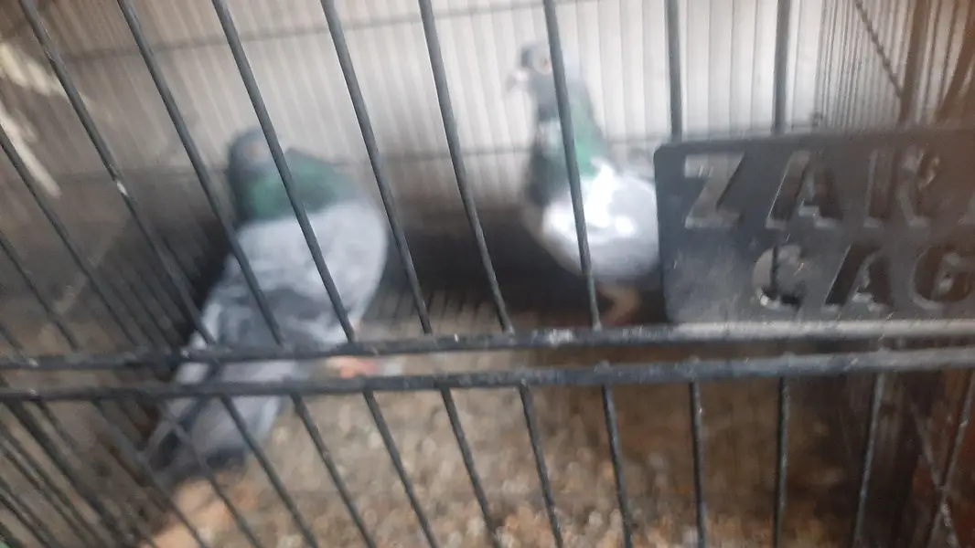 2 pairs of serazy confirm breeder pair eggs deye hn