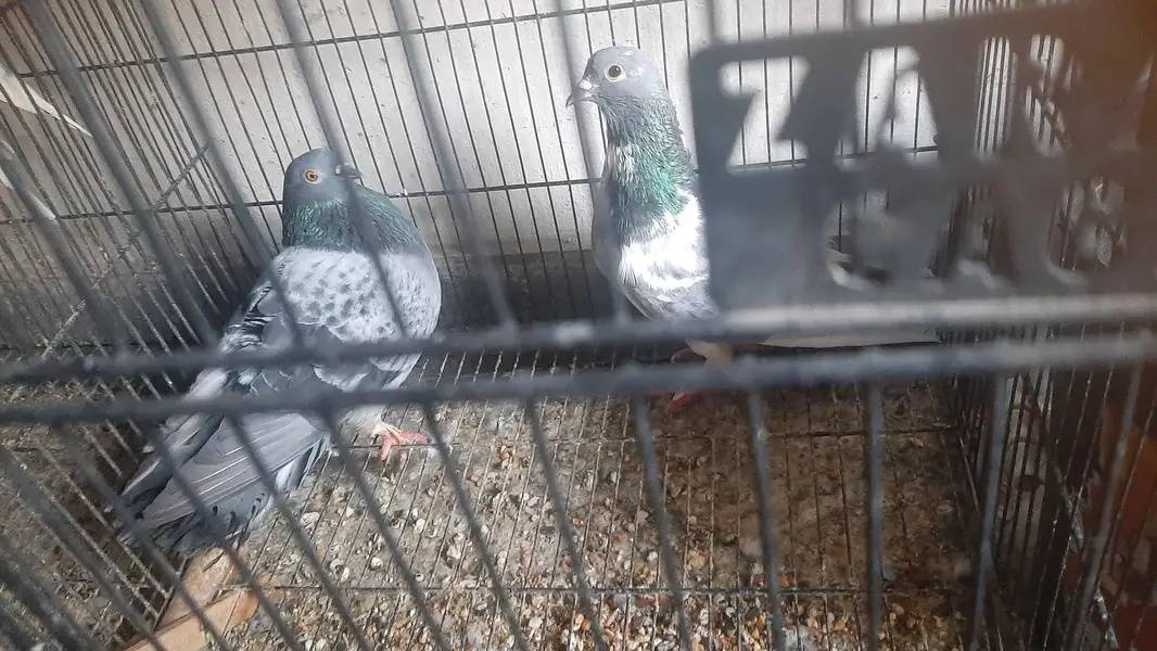 2 pairs of serazy confirm breeder pair eggs deye hn — photo 2