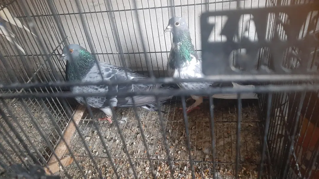 2 pairs of serazy confirm breeder pair eggs deye hn — photo 3