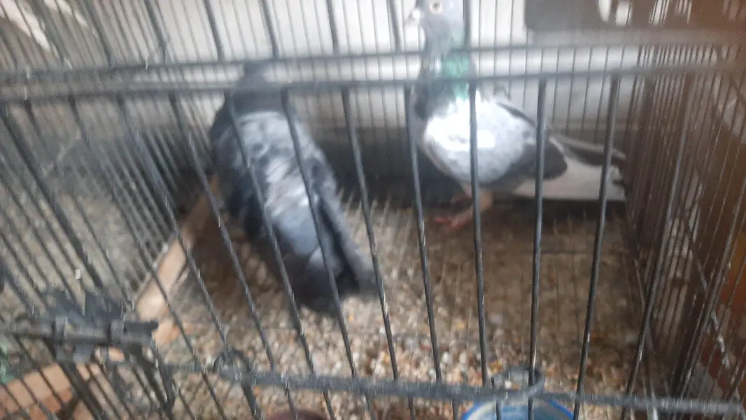 2 pairs of serazy confirm breeder pair eggs deye hn — photo 4