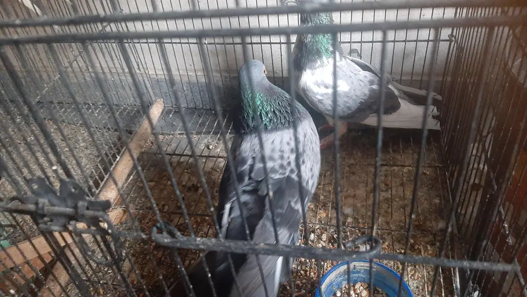 2 pairs of serazy confirm breeder pair eggs deye hn — photo 5