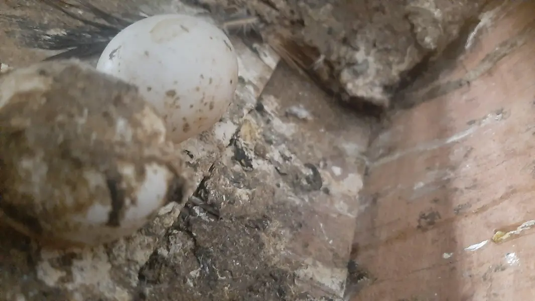 2 pairs of serazy confirm breeder pair eggs deye hn — photo 7