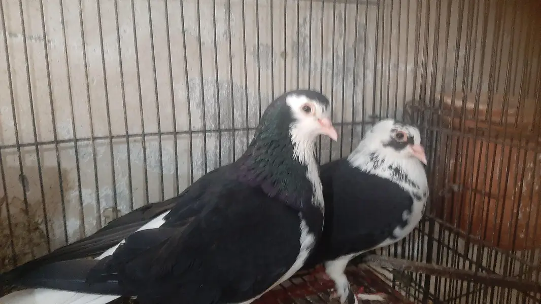 2 pairs of serazy confirm breeder pair eggs deye hn — photo 8