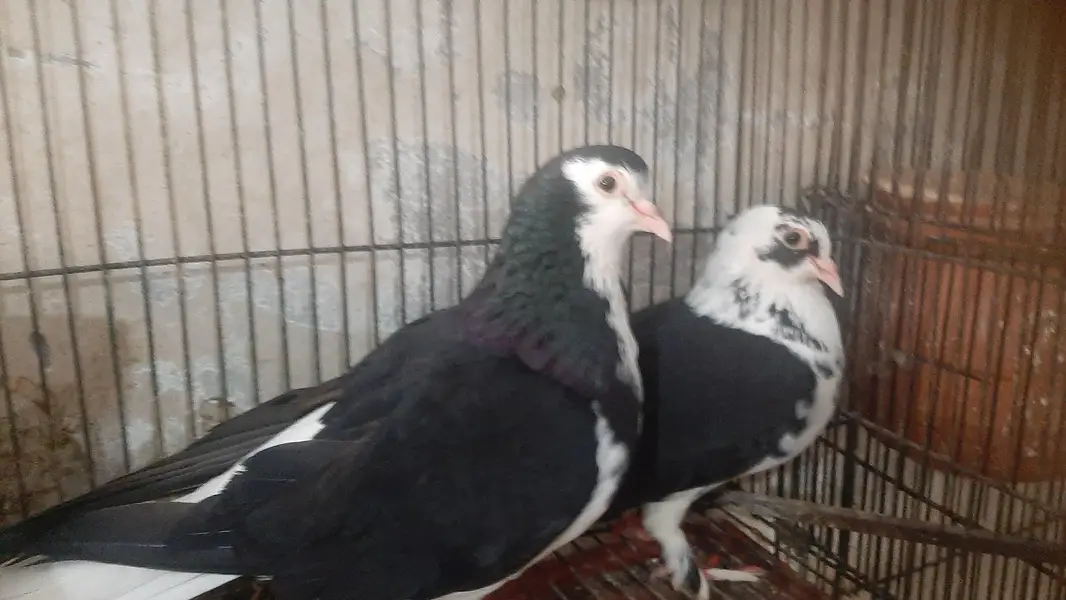 2 pairs of serazy confirm breeder pair eggs deye hn — photo 9