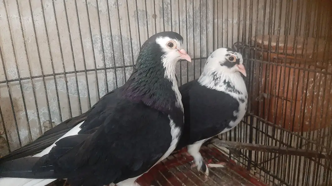 2 pairs of serazy confirm breeder pair eggs deye hn — photo 10