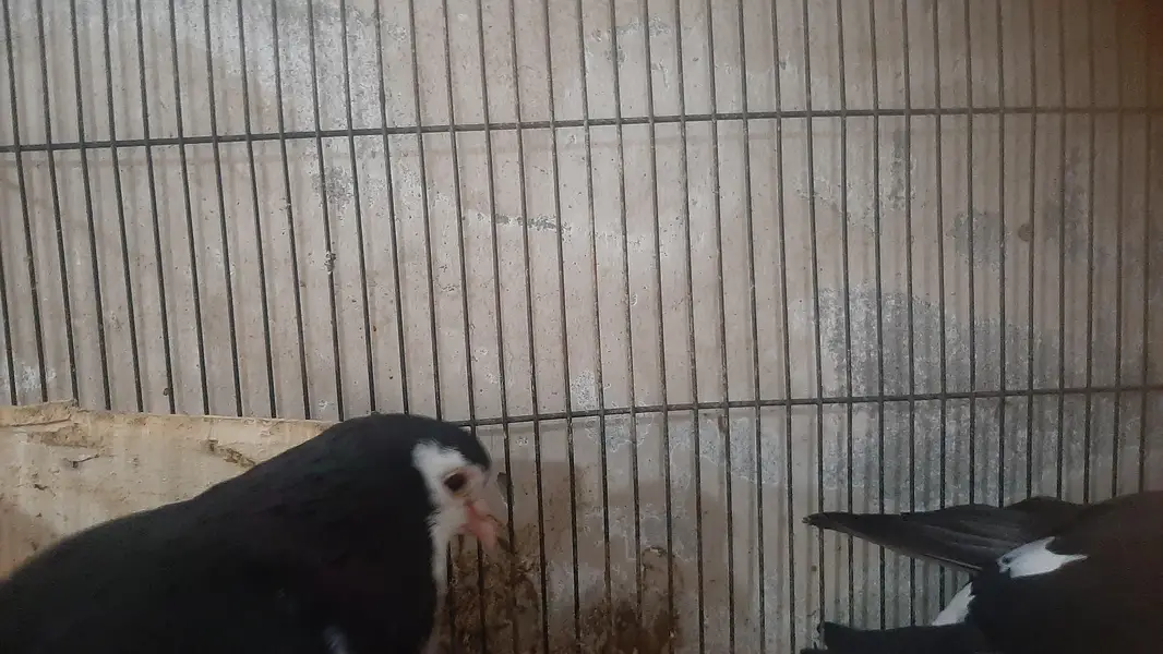 2 pairs of serazy confirm breeder pair eggs deye hn — photo 11