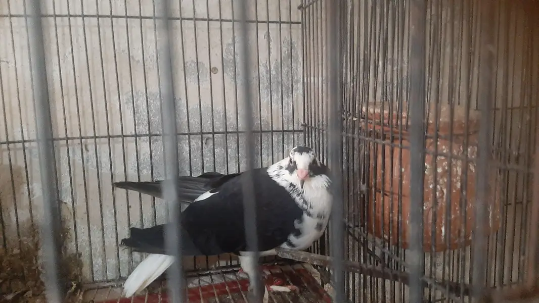 2 pairs of serazy confirm breeder pair eggs deye hn — photo 12