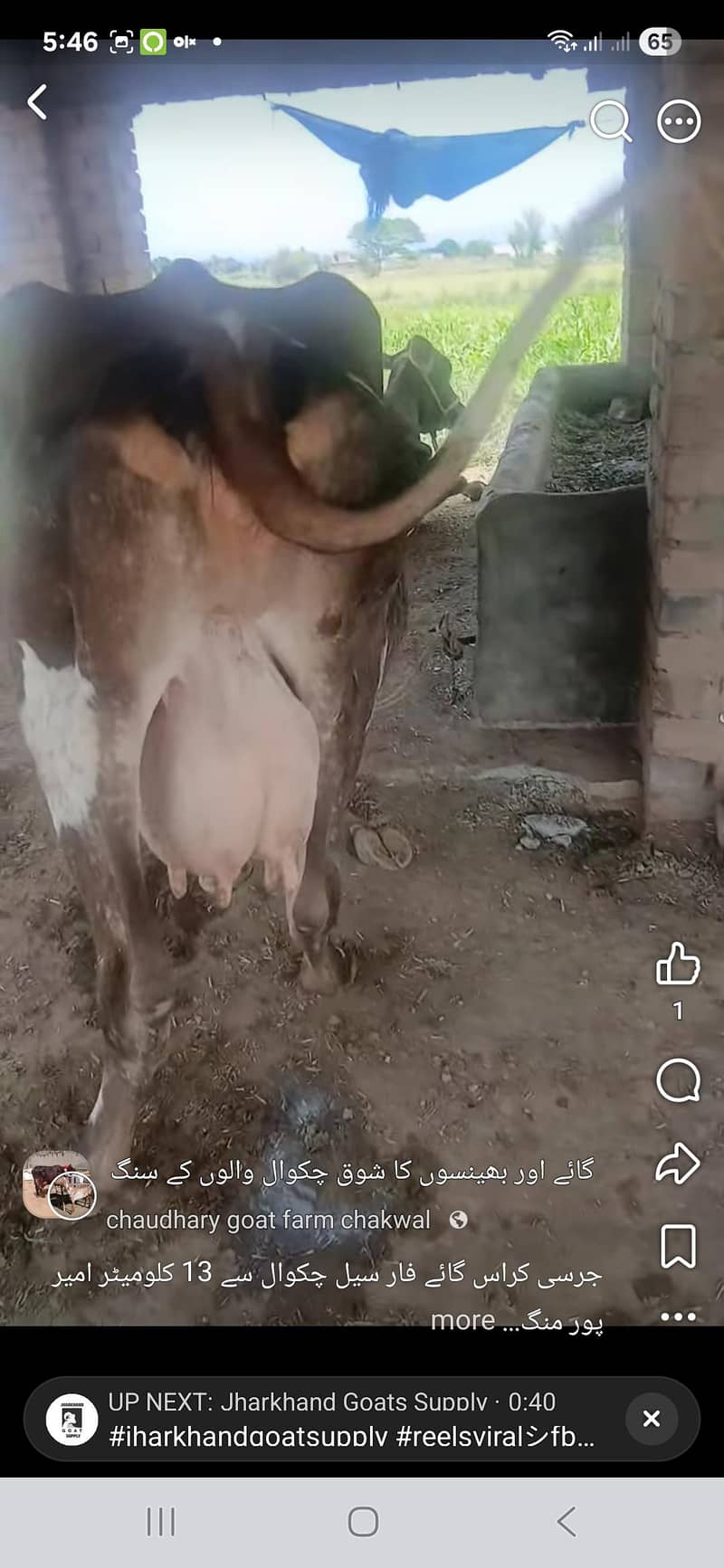 جرسی کراس گائے ڈیڑھ ماہ کی سوئی ہوئی دوسرا سوا برا 0
