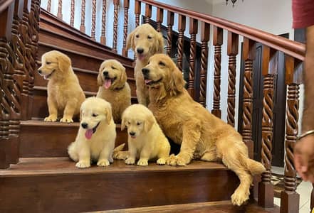 Golden retriever puppies for sale