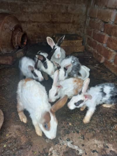 rabbits for sale