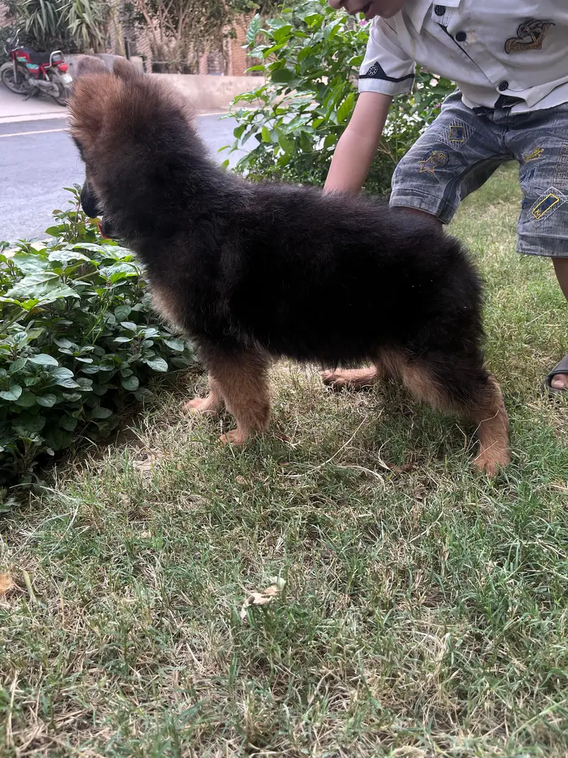 German shepherd Female puppies/ long Coat puppy / gsd dog