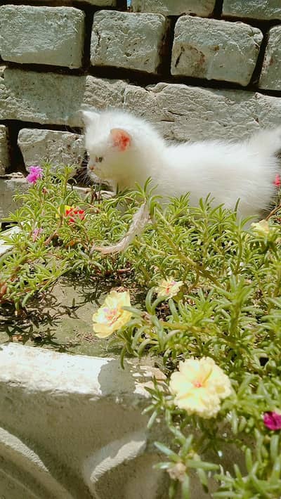 pershion cat  white colour