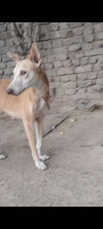 tazi dog female