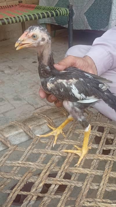 parmoz Aseel chicks
