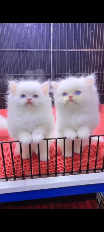 persian cat for sale MywatsapppNumber 0309-37-13-656
