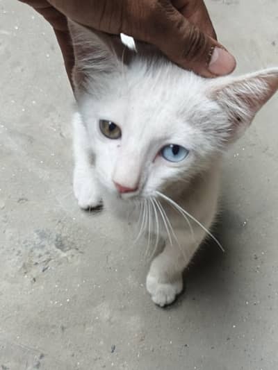 Persian cross breed kitten for sale