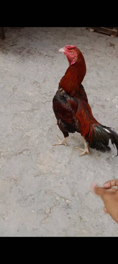murga Sindhi ur walatti cros ma ha murgi Heera cros 03291510200