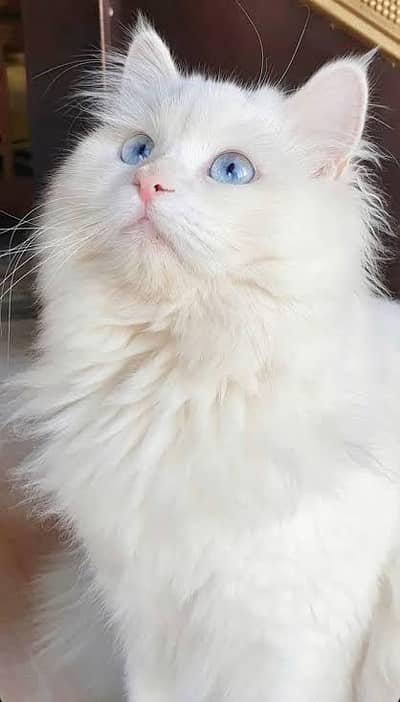 Blue Eyed Persian Cat