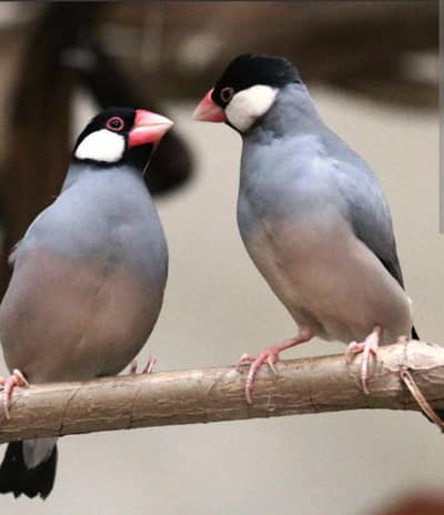 Jawa Finches