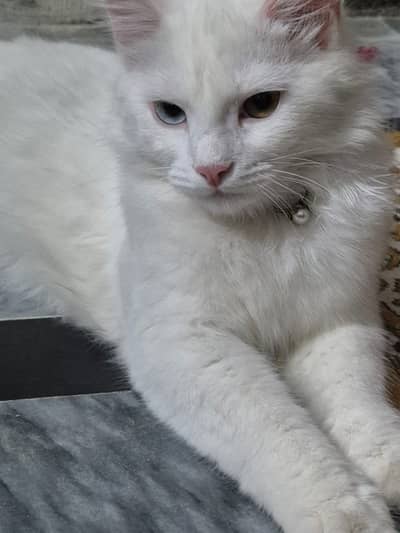 Persian white adult female cat