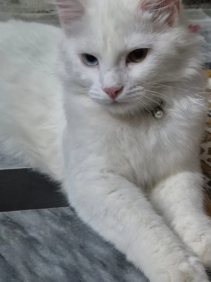 Persian white adult female cat
