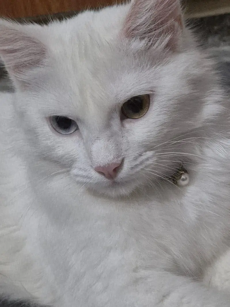 Persian white adult female cat — photo 2