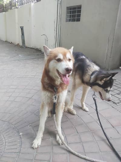 Siberian Husky Dog's