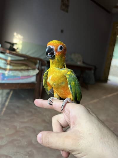 Full active yellow Sunconore chick handthame 03175767938