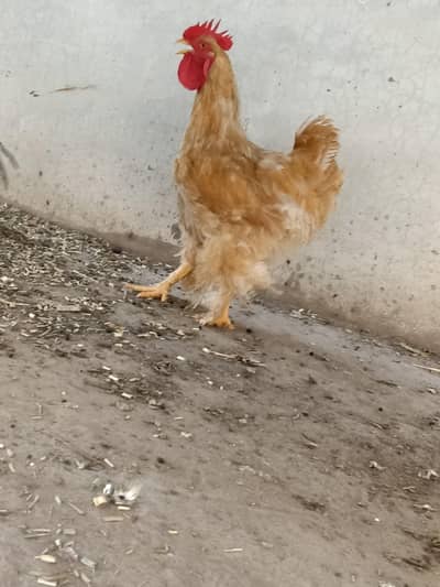 golden buff murga