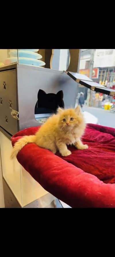 persian cat for sale MywatsapppNumber 0309-37-13-656
