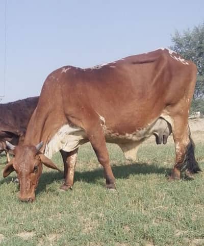 cow pregnant cholistani (rohaily)