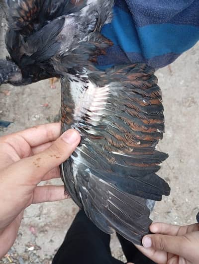 Thai chicks/aseel chick/aseel chuze/chuze