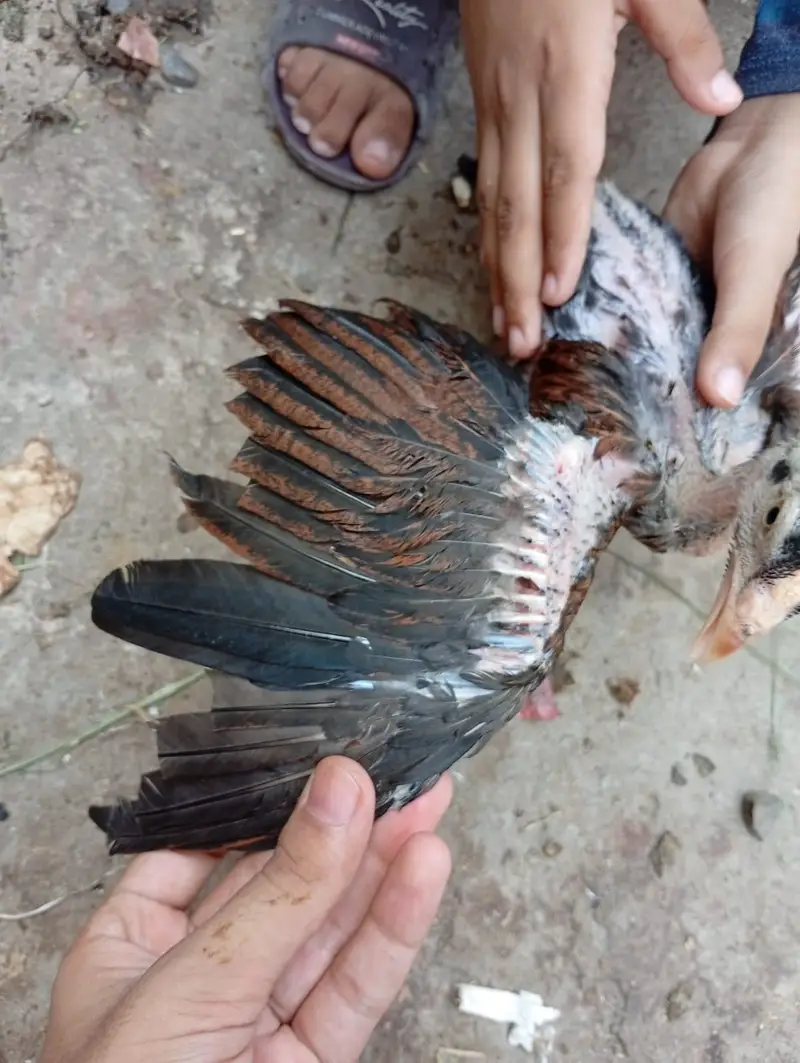 Thai chicks/aseel chick/aseel chuze/chuze — photo 5