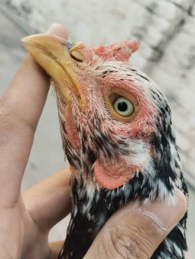 Aseel hen /kurak murgi/high quality