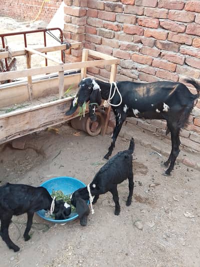 pure Desi Bakri