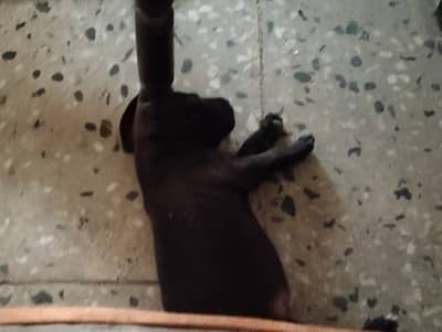 Cute, healthy, playful, and friendly. Looking for a loving home. Conta