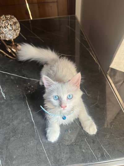 selling white female kitten