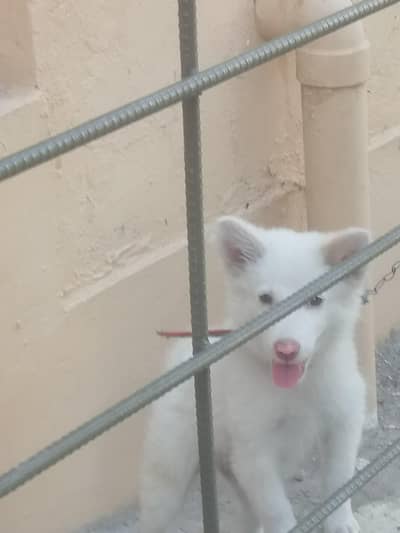 Family puppy