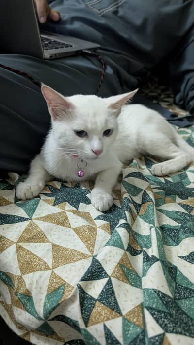 Turkish Angora
