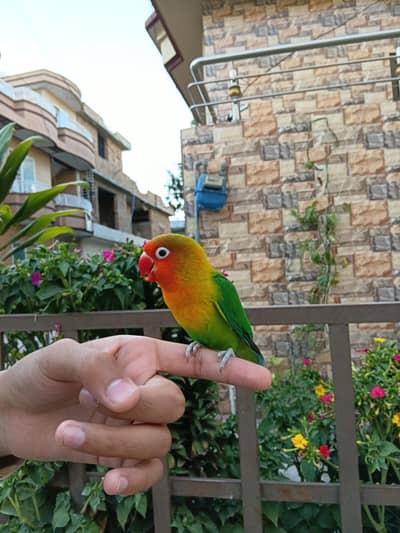 colorful love bird for sale